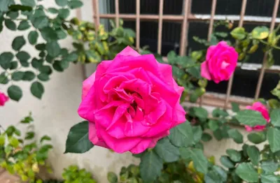 Casa com 3 quartos à venda na Rua Adalberto de Queiroz Telles, 148, Jardim Carlu, São Paulo