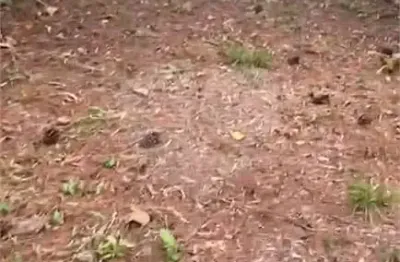 Terreno em condomínio fechado à venda na Alameda dos Eucaliptos, Alpes da Cantareira, Mairiporã