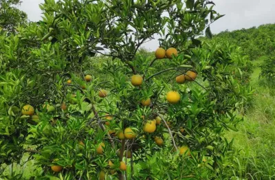 Chácara / sítio à venda no Posse dos Coutinhos, Tanguá 