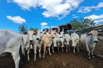 Chácara / sítio à venda no Centro, Araruama 