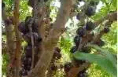 Chácara / sítio com 3 quartos à venda em Ravena, Sabará 