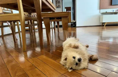 Apartamento com 3 quartos à venda na Rua Voluntários da Pátria, 4170, Santana, São Paulo