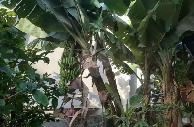 Casa térrea com 3 quartos à venda em vila albertina - sp