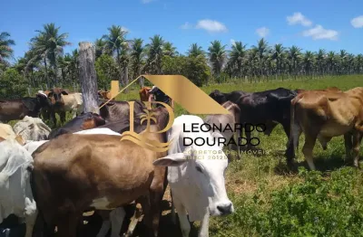 Fazenda à venda na cabrália, centro, santa cruz cabrália, 45 m2 por r$ 1.330.000
