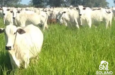 Fazenda a venda no município de poconé.  mato grosso