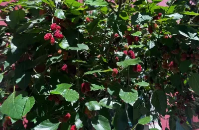 Chácara / sítio com 3 quartos à venda no Jardim Val Flor, Embu-Guaçu 