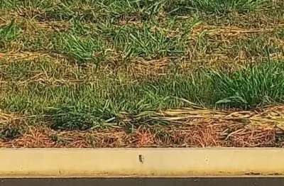 Terreno à venda no Jardim dos Cedros, Santa Bárbara D'Oeste 