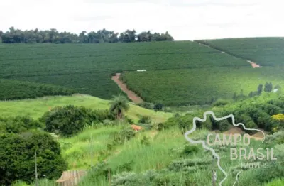 Linda fazenda com plantação de eucalipto e café em minas gerais.