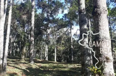 Linda área rural com centenas de araucárias, com platô para construir sua casa em meio a natureza!