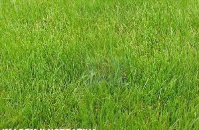 Terreno à venda, 1067 m² por r$ 746.900,00 - granja viana - cotia/sp