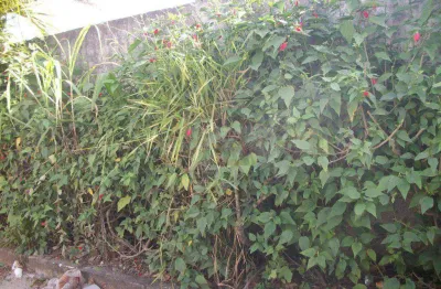 Terreno em condomínio fechado à venda na Rua Monte Alegre, Granja Viana, Cotia