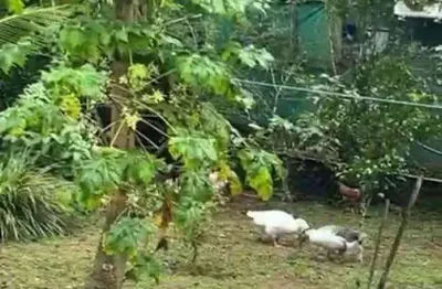 Terreno à venda, 192 m² por r$ 200.000,00 - praia do itamambuca - ubatuba/sp