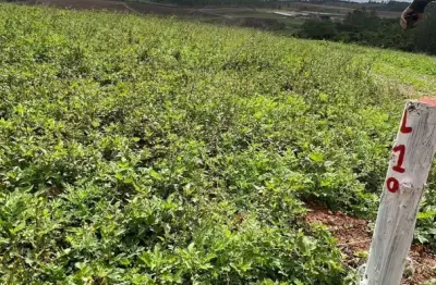 Terreno à venda na Rua Antonio Carlos Pires, 333, Recreio Topázio (Caucaia do Alto), Cotia