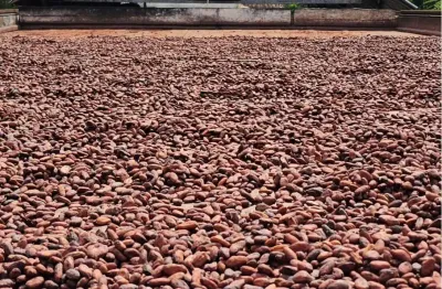 Fazenda  produtora de cacau e marca própria de chocolate com reconhecimento e prêmio internacional.