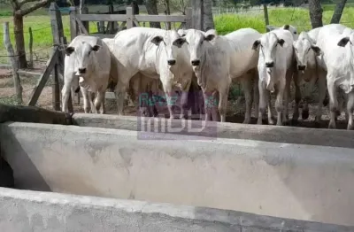 Fazenda à venda na Zona Rural, Salgado 
