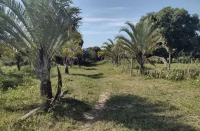 Excelente área com 7.050,00m², com água, luz, a 100 metros da escola municipal, e uma pequena casa.