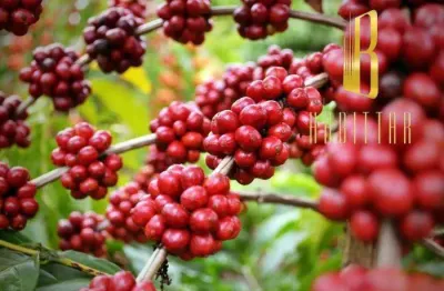Fazenda à venda no Centro, Chapada do Norte 