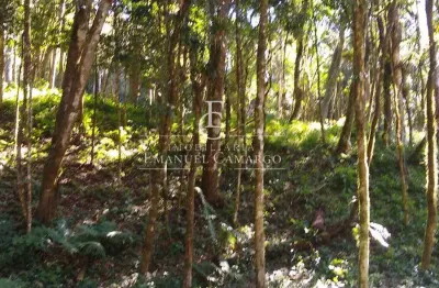 Chácara / sítio à venda na Rua dos Beija-flores, Recreio da Serra, Piraquara