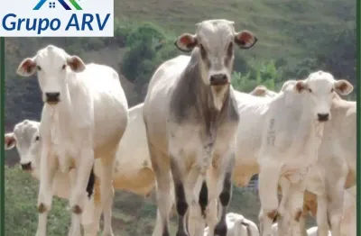 Fazenda à venda na Estrada Municipal, Zona Rural, Camanducaia