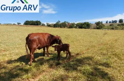 Fazenda à venda na Estrada Municipal, Zona Rural, Pradópolis