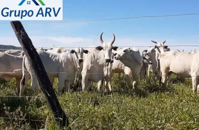 Fazenda à venda na Área Rural, Zona Rural, Montes Claros