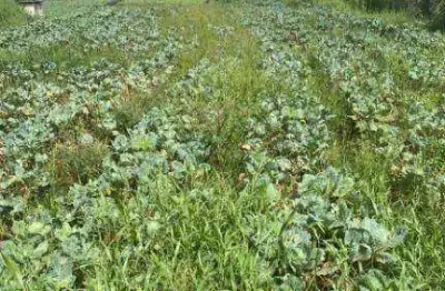 Terreno à venda na Rua Tomi Saburo Yamamoto, Jordanópolis, Arujá