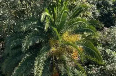 Cobertura com 03 quartos à venda, 150 m² com elevador até a cobertura no bairro vila elzidia - santo andré/sp