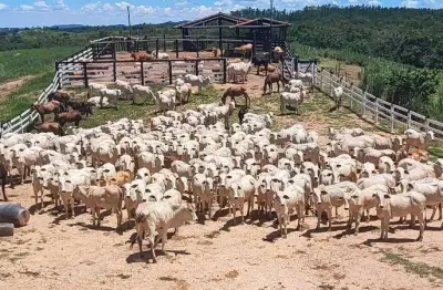 Fazenda à venda na Padre Bernardo, Centro, Padre Bernardo