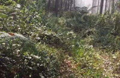 Chácara à venda, 159600 m² por r$ 650.000,00 - três córregos - campo largo/pr