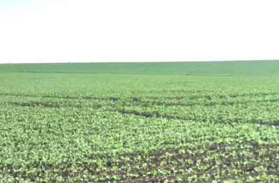 Fazenda à venda no Centro, Taquarituba 