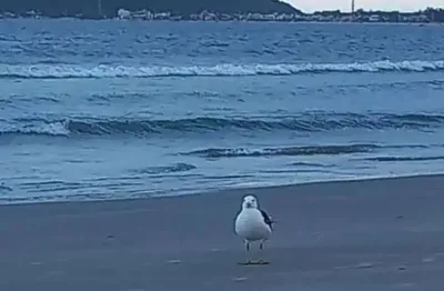 Casa com 3 quartos à venda no Enseada de Brito, Palhoça 