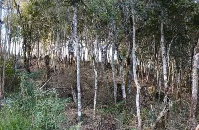 Terreno à venda na municipal laurindo nogueira, s/n, paiol de baixo, campina grande do sul, 1950 m2 por r$ 60.000