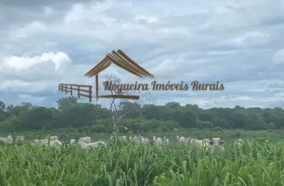 Fazenda para venda em januária, área rural de januária
