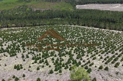 Fazenda à venda na Zona Rural, Bofete 