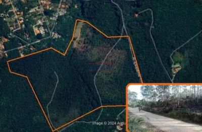 Sitio de eucalipto / terreno / area para loteamento 11 alqueires