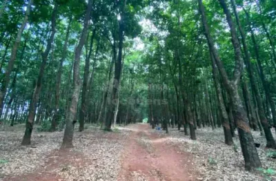 Fazenda à venda no Centro, Poloni 