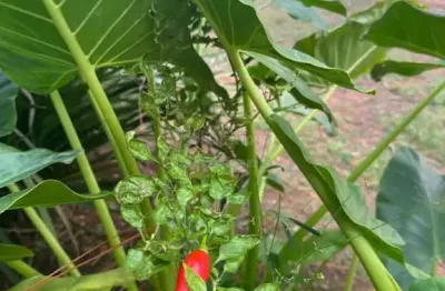 Olímpia - distrito de ribeiro dos santos - propriedade excelente com casa, ribeirão, 38.000 m²