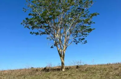 Fazenda à venda na Vila Azul (Zona Rural), São José do Rio Preto 