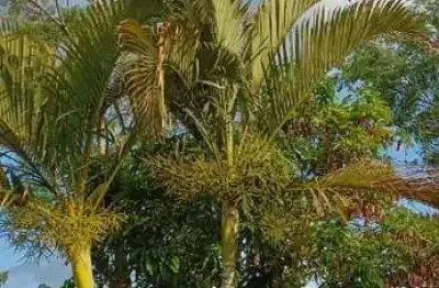 Chácara à venda em boituva-sp, bairro santa adelia: 2 quartos, sala, banheiro, vaga de garagem (95m²)
