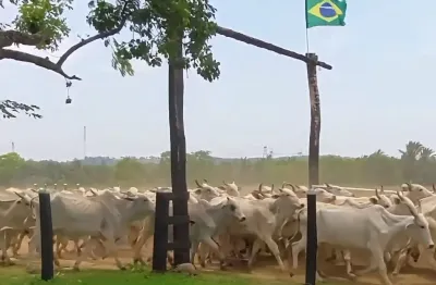 Fazenda à venda avalia permuta parcial  567 hectáres pecuaria e lavoura