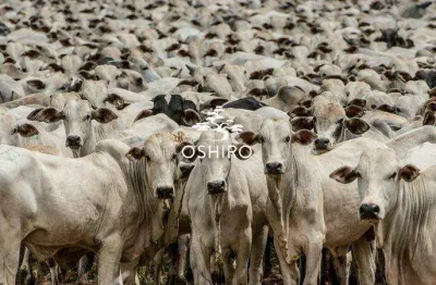 Chácara / sítio à venda na Rod. Mt 326 - Nil., Zona Rural, Cocalinho