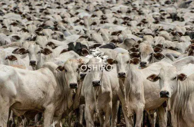 Chácara / sítio para alugar na Rod. Mt 326 - Nil., Zona Rural, Cocalinho