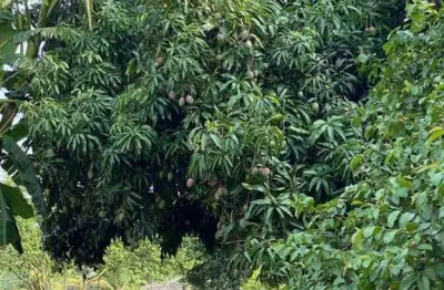 Chacara a venda, jardim marajoara (iguatemi), maringa, pr