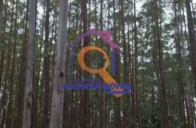 Floresta de eucalipto com 134 ha a venda em guaratingueta-sp