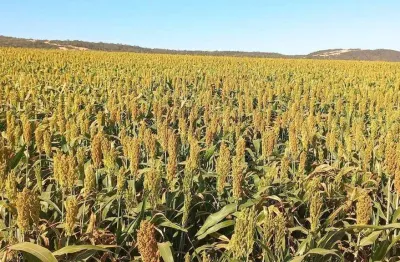 Chácara / sítio à venda na Zona Rural, Área Rural de Buriti de Goiás, Buriti de Goiás