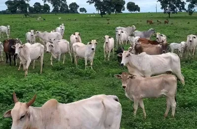 Fazenda à venda, área rural de quirinópolis - quirinopolis/go
