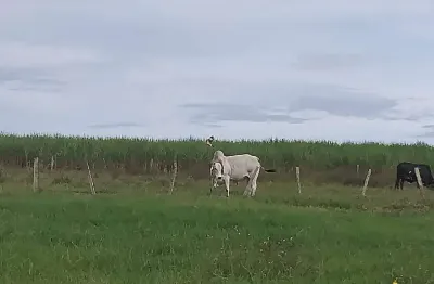Chácara / sítio à venda na Zona Rural, Área Rural de Mineiros, Mineiros