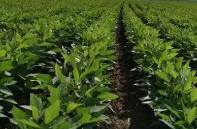 Fazenda à venda, rural de sao felix de balsa-ma - são félix de balsas/ma
