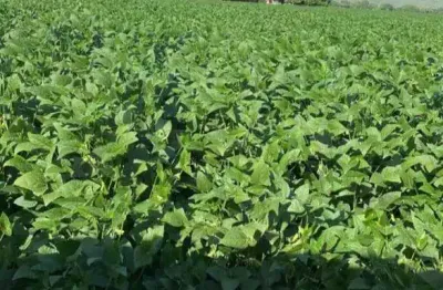 Fazenda à venda, area rural de nova xavantina - mt - nova xavantina/mt