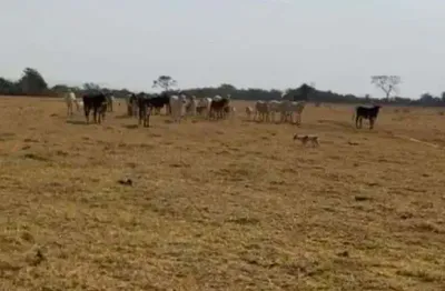 Chácara / sítio à venda na Zona Rural, Centro, Guarda-Mor